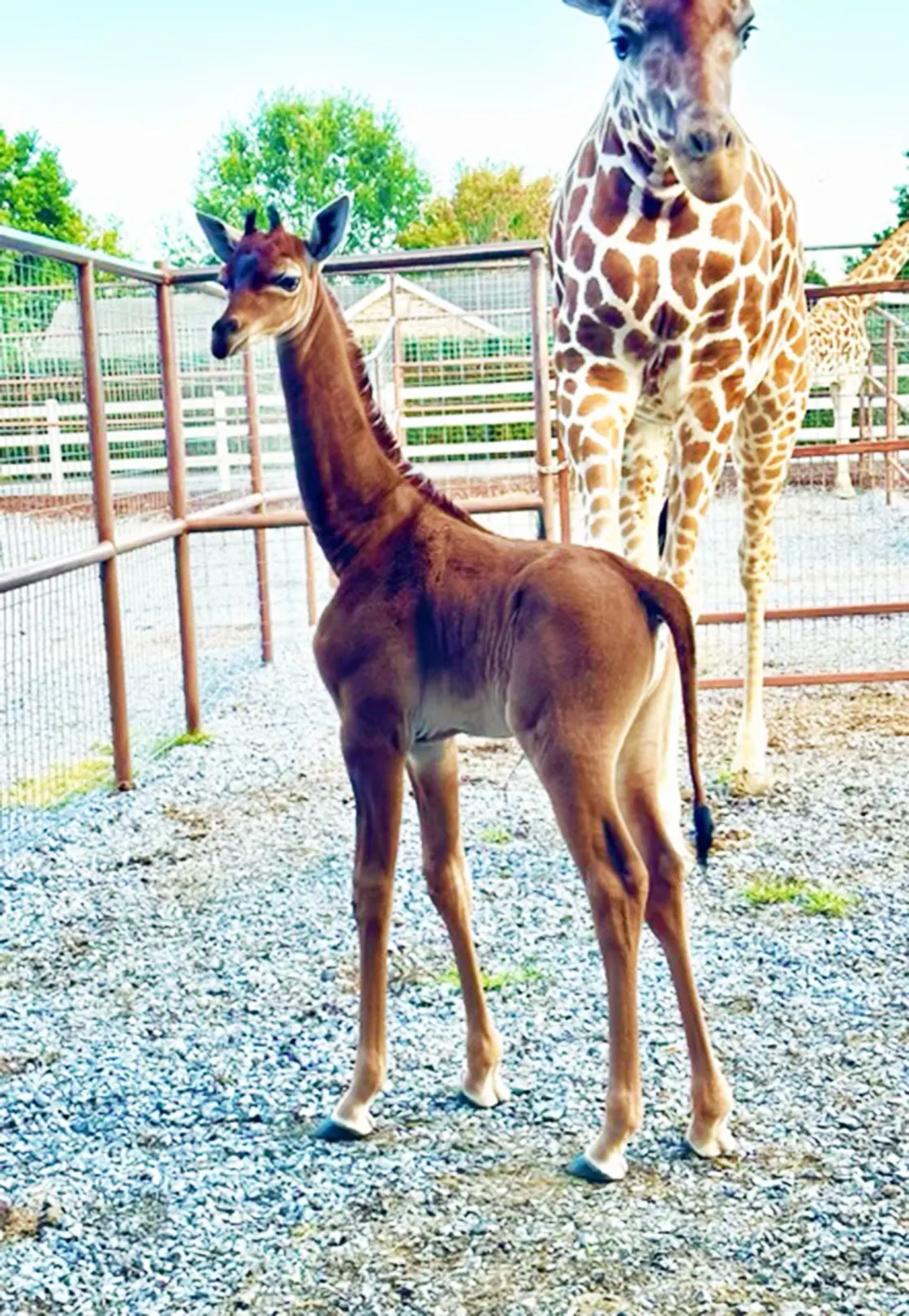 Rare solid-colored giraffe born at Brights Zoo sparks global conservation concern 